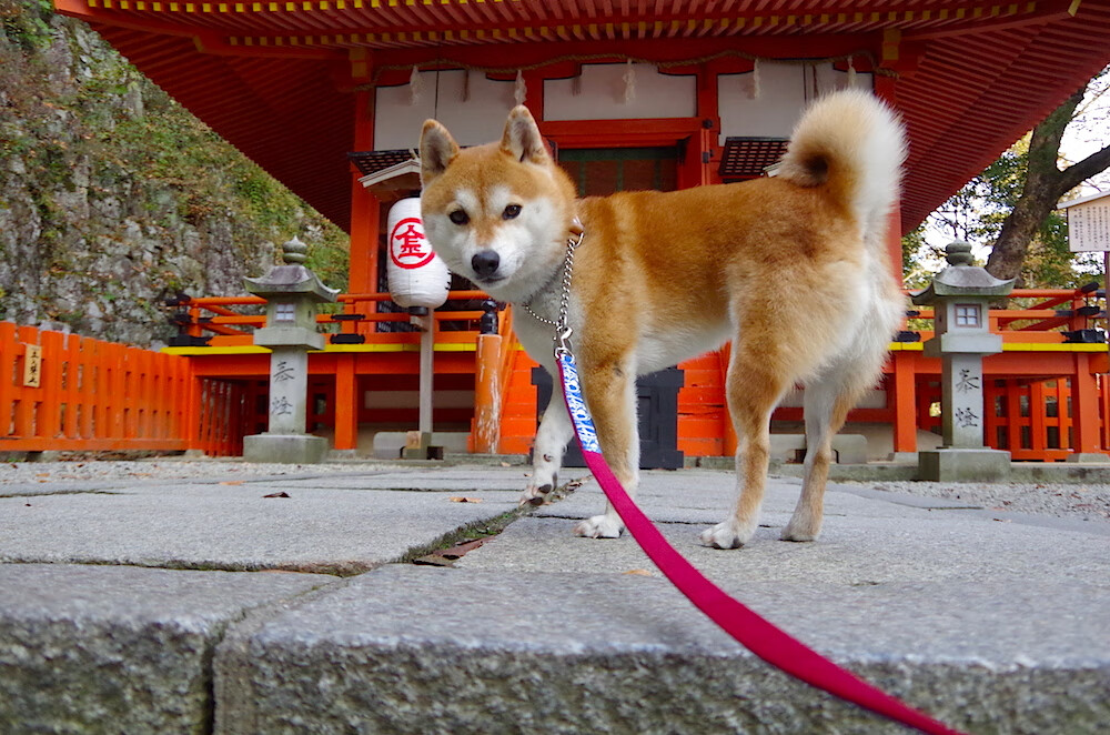 开云体育中国-当热带彩虹遇见非洲盾牌，一场小国足球的生存史诗